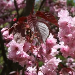New Arrival 1 Prunus 'Royal Burgundy'
