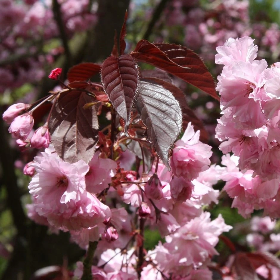 Prunus 'Royal Burgundy' 1 Prunus 'Royal Burgundy'