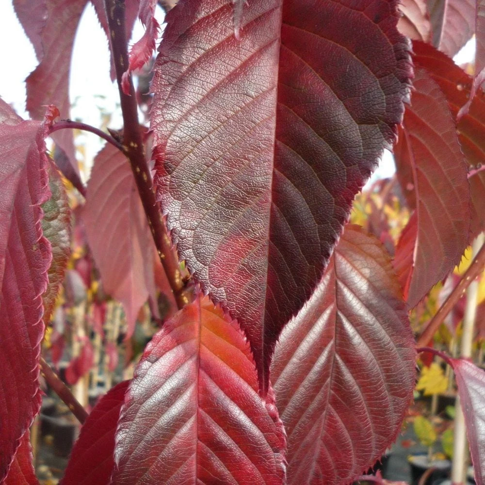Prunus 'Royal Burgundy' 2 Prunus 'Royal Burgundy' - Image 2
