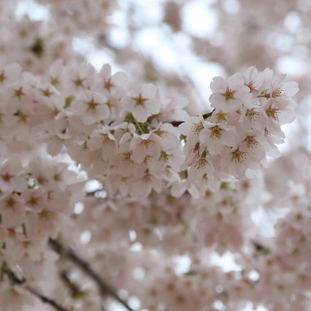 Prunus × Yedoensis 2 Prunus × Yedoensis - Image 2