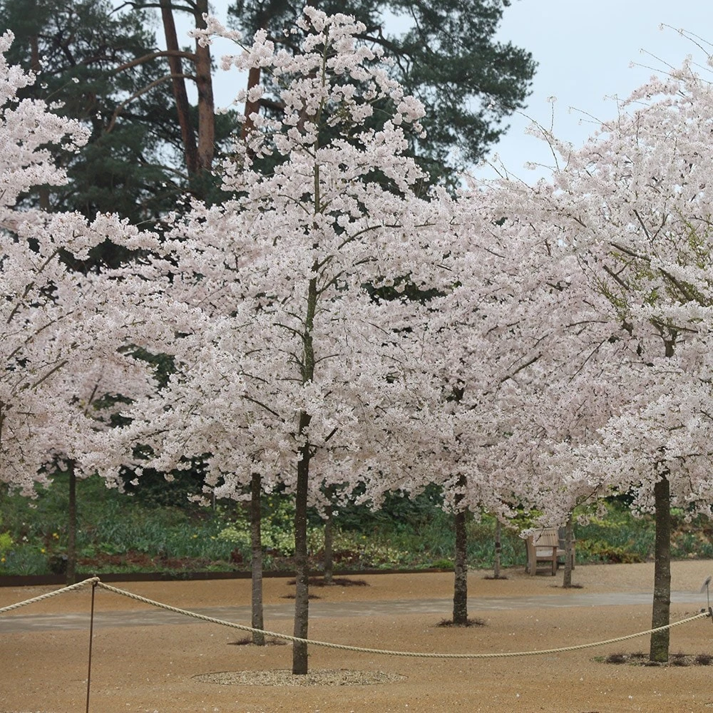 Prunus × Yedoensis 3 Prunus × Yedoensis - Image 3
