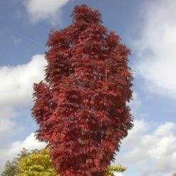 Sorbus Autumn Spire ('Flanrock') (PBR)