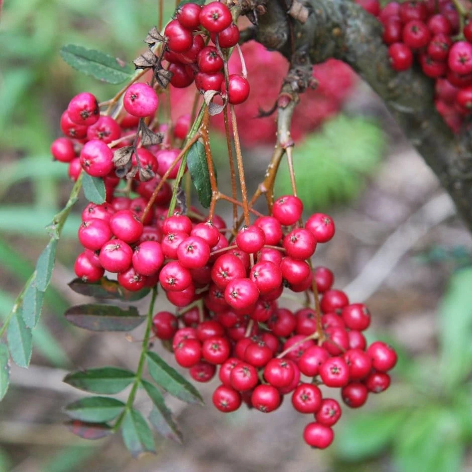 Sorbus Vilmorinii 'Pink Charm' 1 Sorbus Vilmorinii 'Pink Charm'