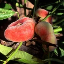 Peach 'Saturn' 3 Peach 'Saturn' -RootJoy Sales Shop pl2000042755 card2 lg