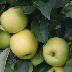 Apple 'Greensleeves' (PBR)