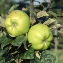 Apple 'Lord Derby'