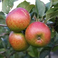 New Arrival 15 Apple 'Lord Lambourne'