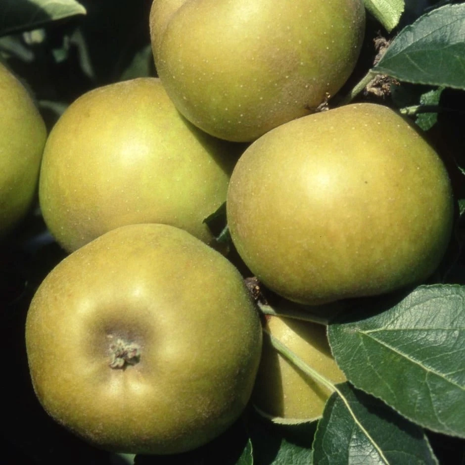 Apple 'Ashmead's Kernel' 1 Apple 'Ashmead's Kernel'