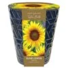 Indoor Sunflower Pot