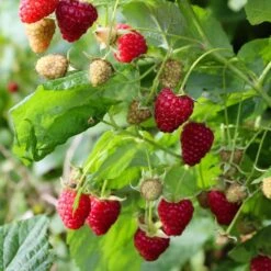 Raspberry 'Malling Jewel'