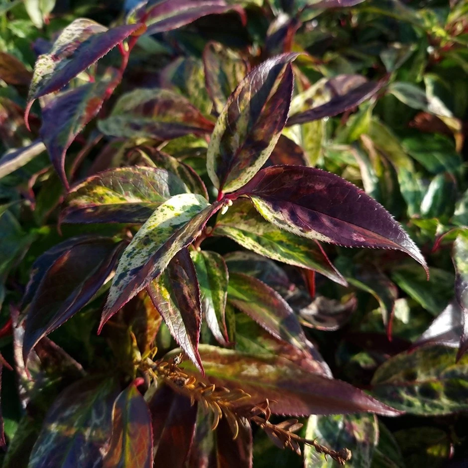 Leucothoe Walteri 'Rainbow' 1 Leucothoe Walteri 'Rainbow'