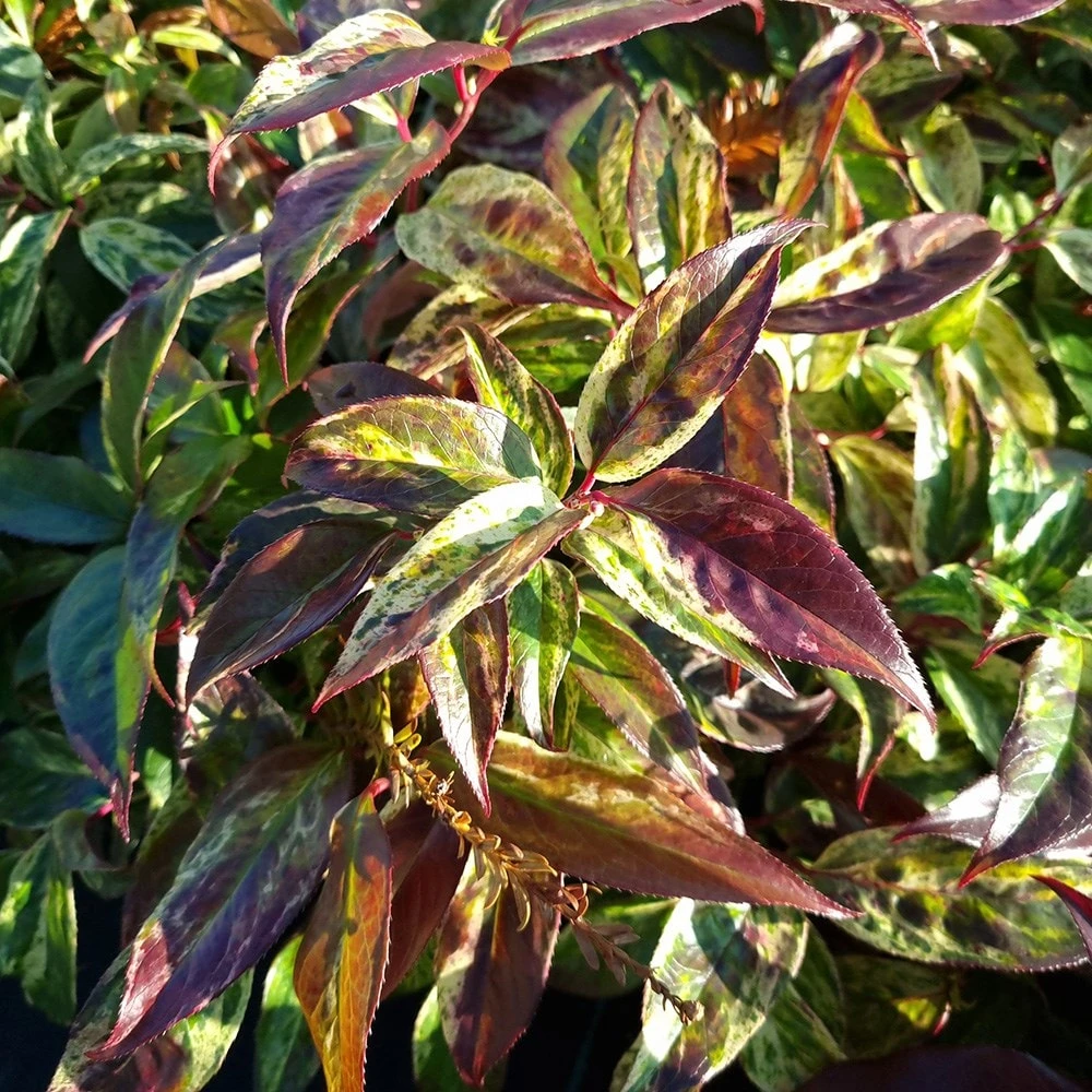 Leucothoe Walteri 'Rainbow' 2 Leucothoe Walteri 'Rainbow' - Image 2