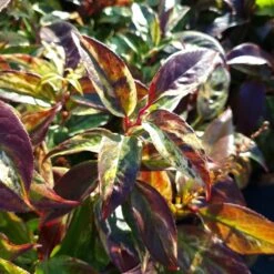 Leucothoe Walteri 'Rainbow' 5 Leucothoe Walteri 'Rainbow' -RootJoy Sales Shop pl2000044485 card3 lg