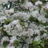 Malus Sylvestris - Crab Apple Hedging