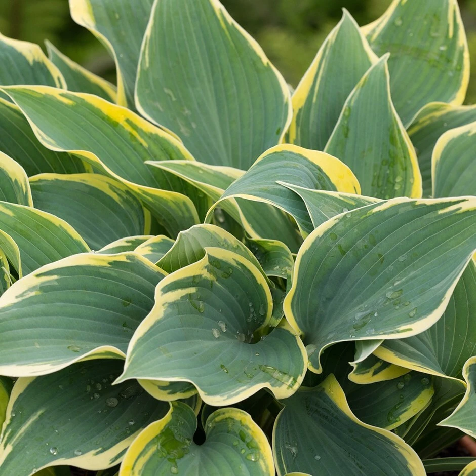 Hosta 'First Frost' 1 Hosta 'First Frost'
