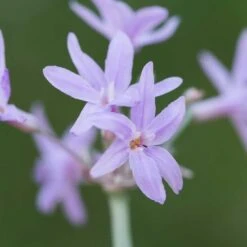Tulbaghia Violacea 'Silver Lace'