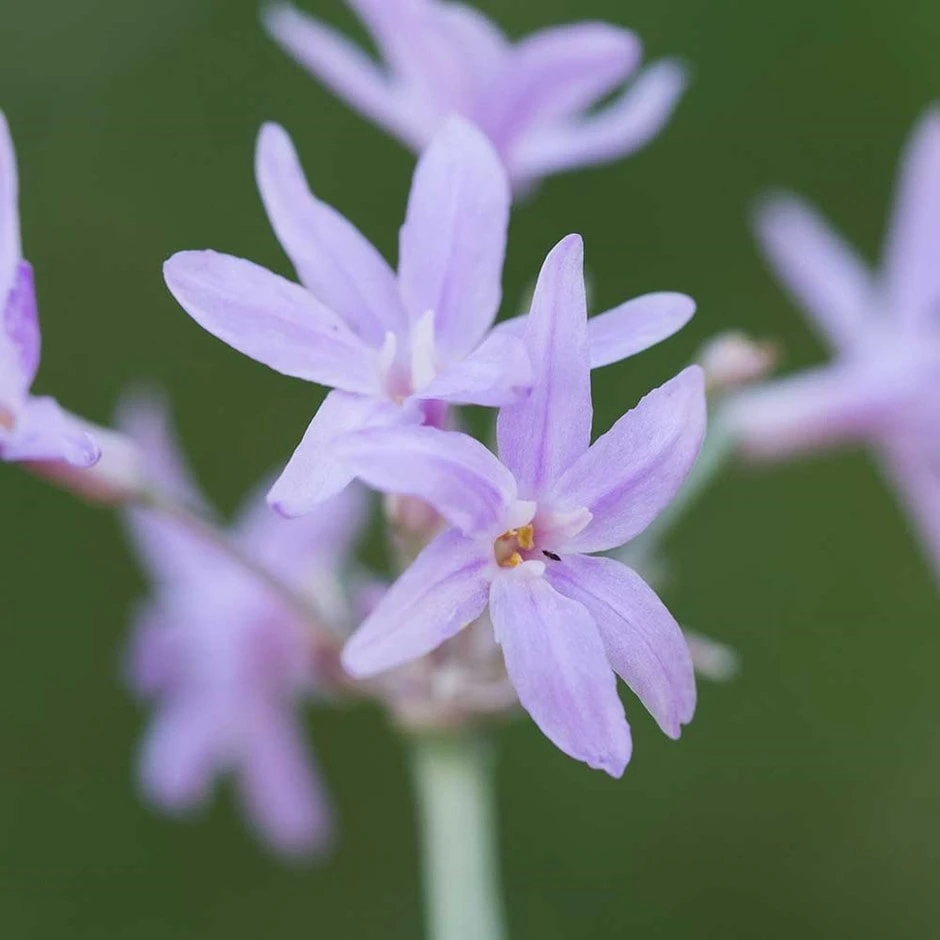 Tulbaghia Violacea 'Silver Lace' 1 Tulbaghia Violacea 'Silver Lace'
