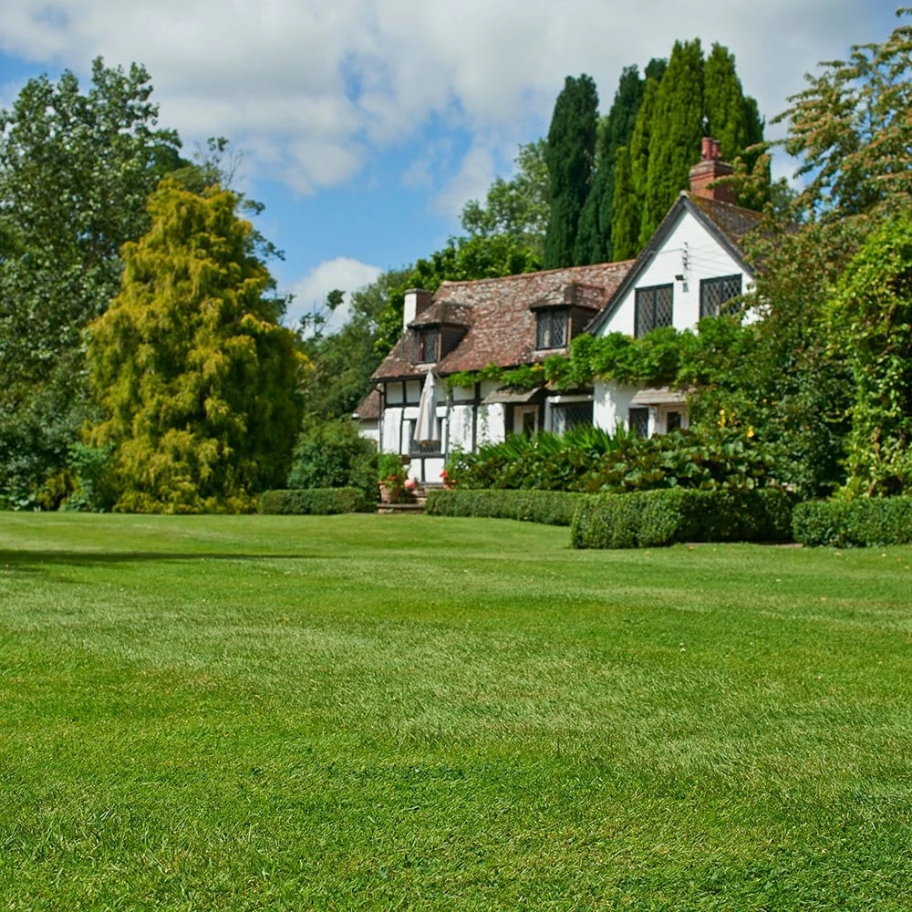 Johnsons Any Time Lawn Seed 2 Johnsons Any Time Lawn Seed - Image 2