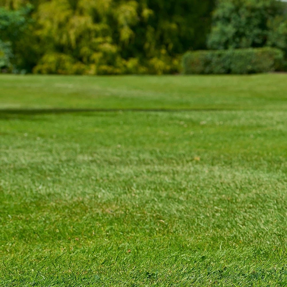 Johnsons Quick Fix Lawn Seed 2 Johnsons Quick Fix Lawn Seed - Image 2