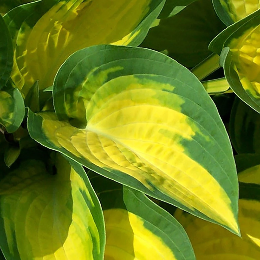 Hosta 'Happy Dayz' 2 Hosta 'Happy Dayz' - Image 2