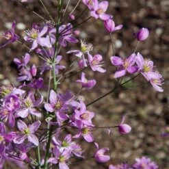 Thalictrum 'Fairy Wings'