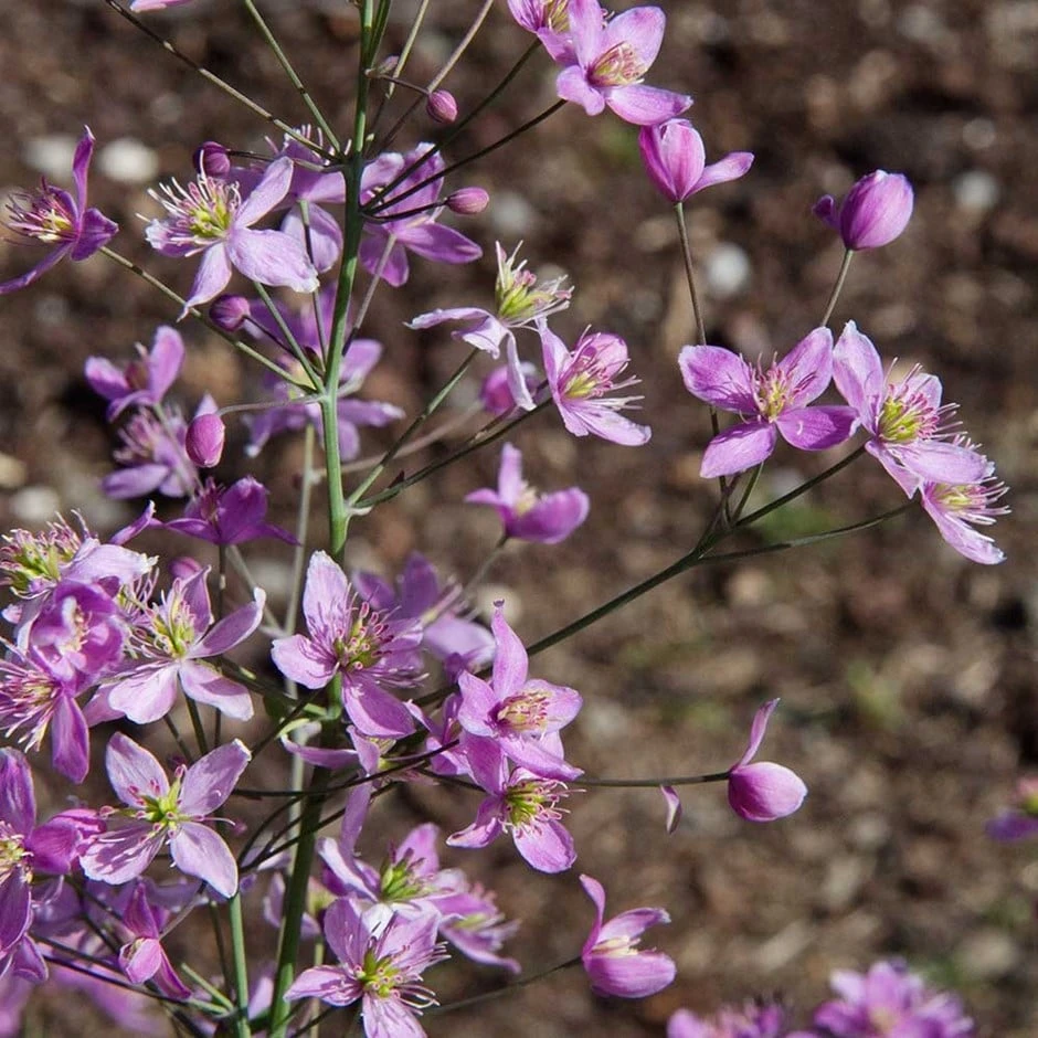 Thalictrum 'Fairy Wings' 1 Thalictrum 'Fairy Wings'