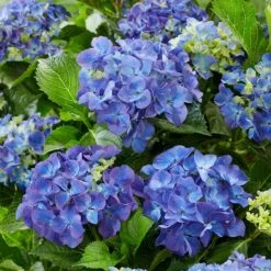 Hydrangea Macrophylla 'Blue'