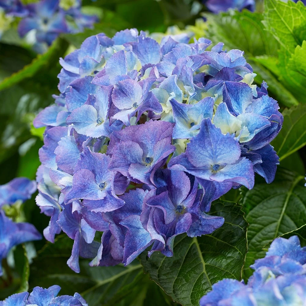 Hydrangea Macrophylla 'Blue' 2 Hydrangea Macrophylla 'Blue' - Image 2