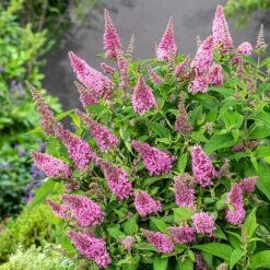 Buddleja Little Pink (’BotEx 005’) (PBR) (Butterfly Candy Series) 6 Buddleja Little Pink (’BotEx 005’) (PBR) (Butterfly Candy Series) -RootJoy Sales Shop pl2000045428 card3 lg