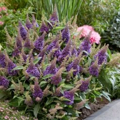 Buddleja Little Lila (’BotEx 004’) (PBR) (Butterfly Candy Series) 6 Buddleja Little Lila (’BotEx 004’) (PBR) (Butterfly Candy Series) -RootJoy Sales Shop pl2000045429 card3 lg