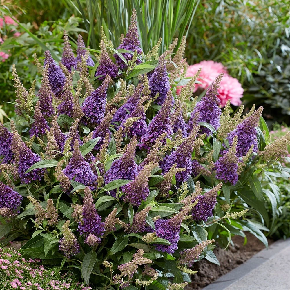 Buddleja Little Lila (’BotEx 004’) (PBR) (Butterfly Candy Series) 3 Buddleja Little Lila (’BotEx 004’) (PBR) (Butterfly Candy Series) - Image 3