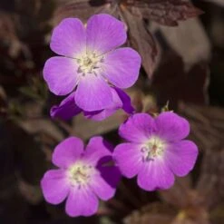 Geranium Maculatum Stormy Night ('Macger002') (PBR)