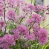 Thalictrum 'Little Pinkie' (Censation Series)