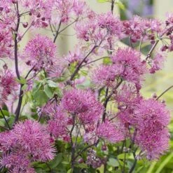 Thalictrum 'Little Pinkie' (Censation Series)