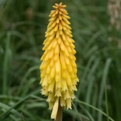 Kniphofia Poco Yellow ('Tnknipy') (PBR) (Poco Series)