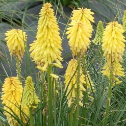 New Arrival -RootJoy Sales Shop pl2000045861 card2 lg