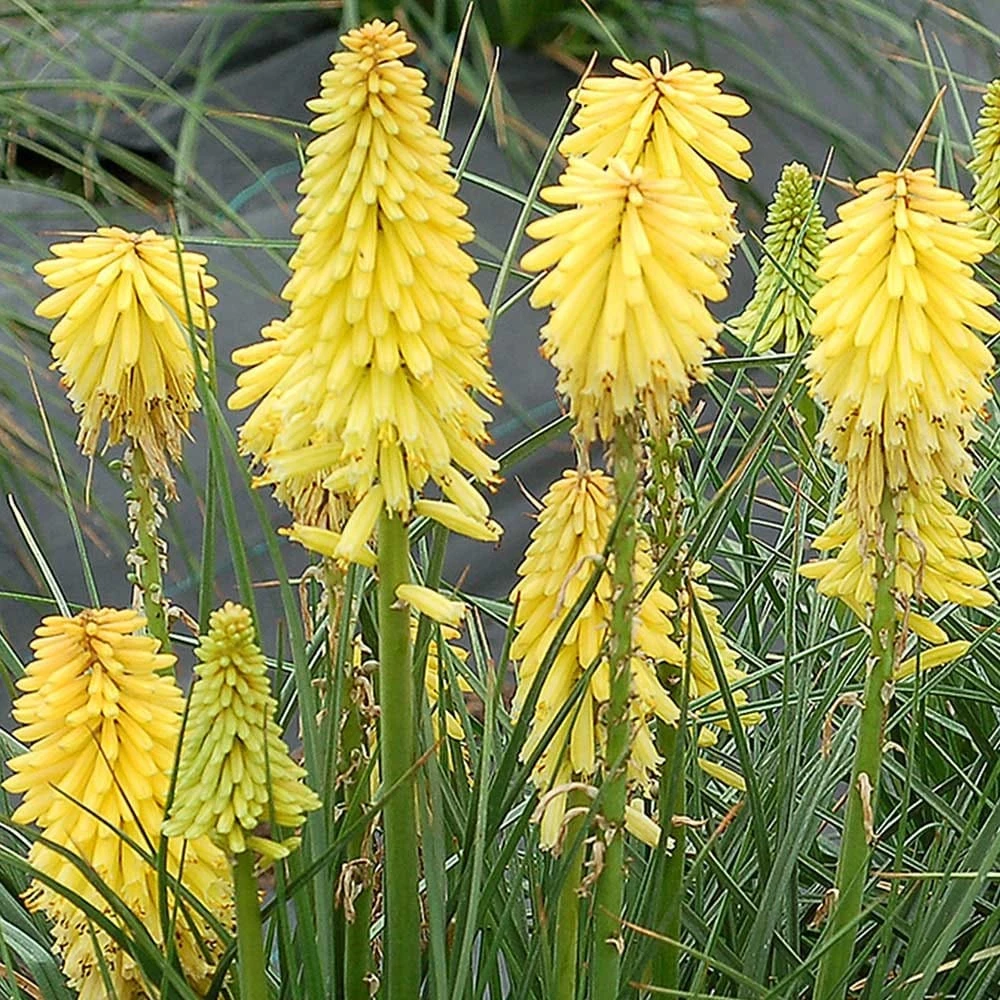 Kniphofia Poco Yellow ('Tnknipy') (PBR) (Poco Series) 2 Kniphofia Poco Yellow ('Tnknipy') (PBR) (Poco Series) - Image 2