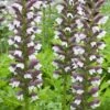 Acanthus Hungaricus 'White Lips'