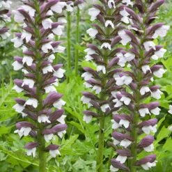 Acanthus Hungaricus 'White Lips'