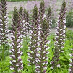 Acanthus Hungaricus 'White Lips' -RootJoy Sales Shop pl2000045885 card2 lg