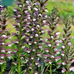 Acanthus Hungaricus 'White Lips' -RootJoy Sales Shop pl2000045885 card3 lg