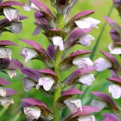 Acanthus Hungaricus 'White Lips' -RootJoy Sales Shop pl2000045885 card4 lg