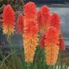 Kniphofia 'Poco Sunset' (Poco Series)