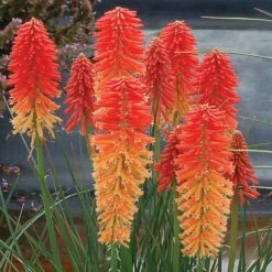 Kniphofia 'Poco Sunset' (Poco Series)