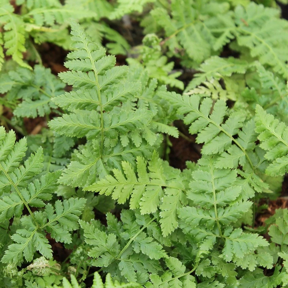 Dryopteris Dilatata 1 Dryopteris Dilatata