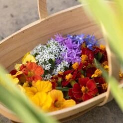 Edible Flower Petal Collection