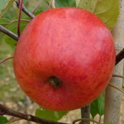 Apple 'Jupiter' (PBR)