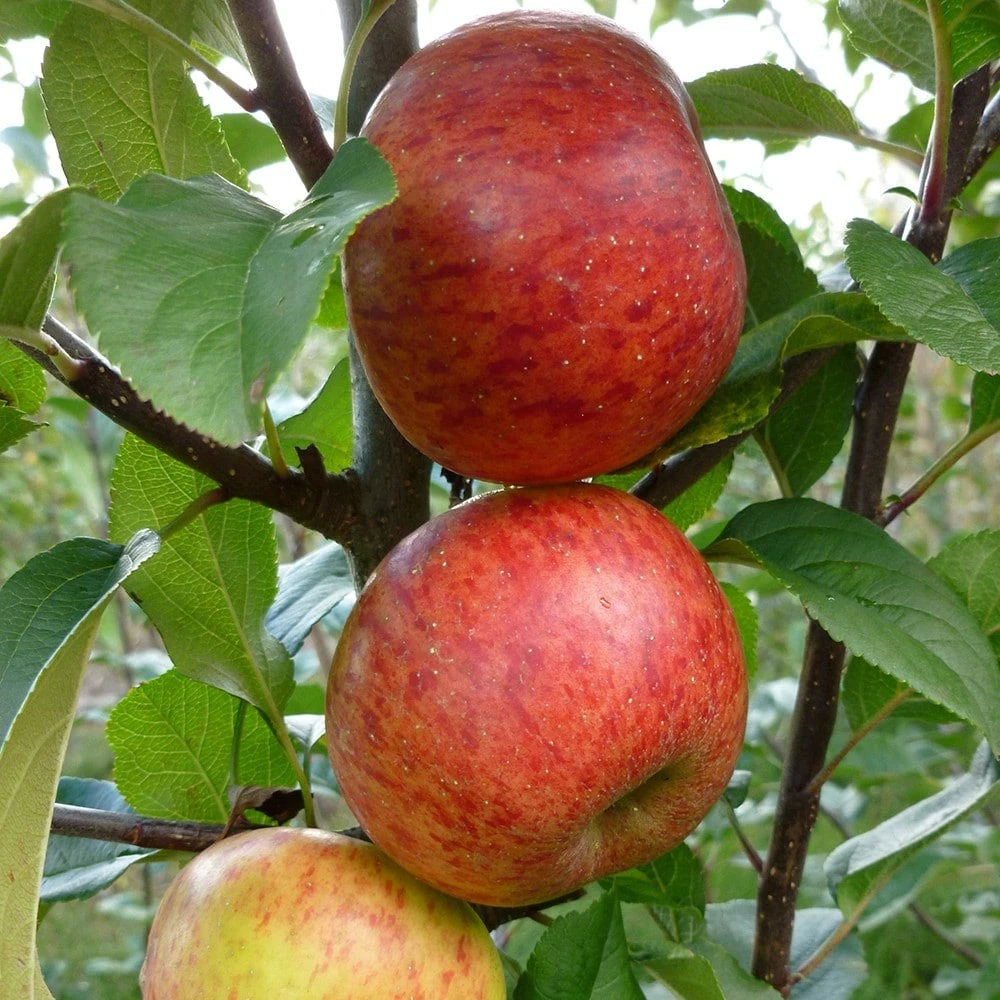 Apple 'Pixie' 2 Apple 'Pixie' - Image 2