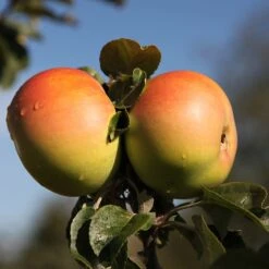 Apple 'Arthur Turner'