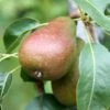 Pear 'Louise Bonne Of Jersey'